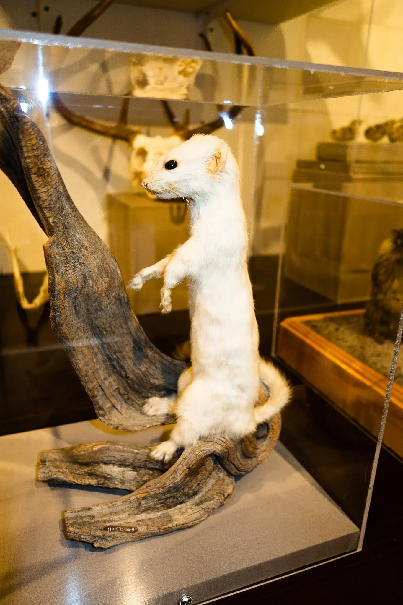 Museo Peabody de Historia Natural