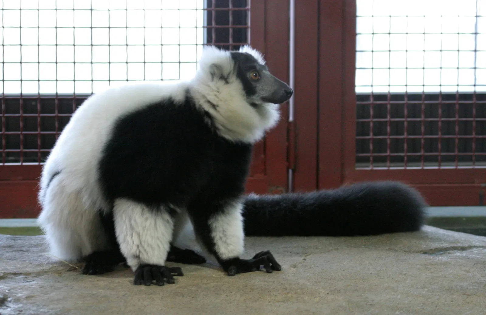 Rosamond Gifford Zoo At Burnet Park