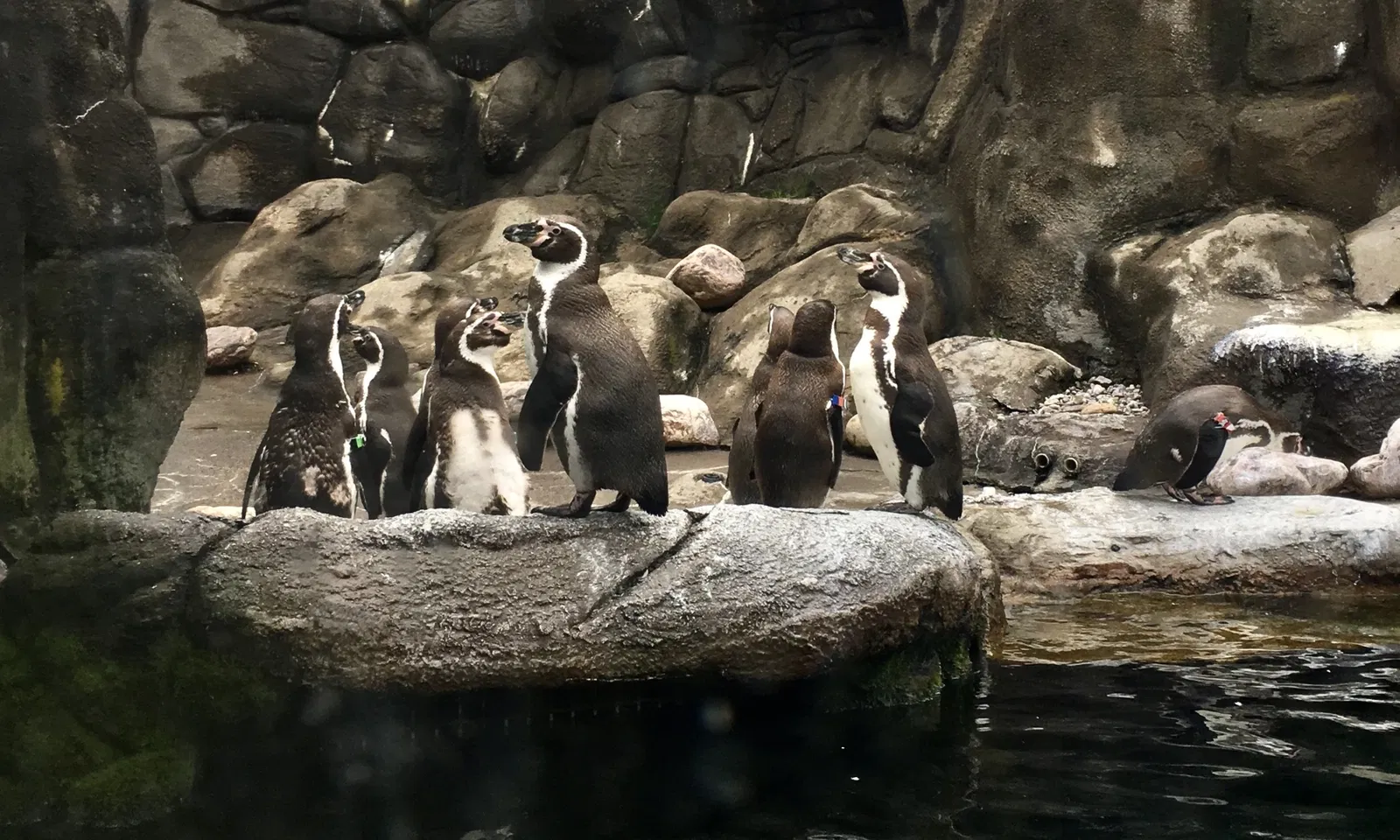 Rosamond Gifford Zoo