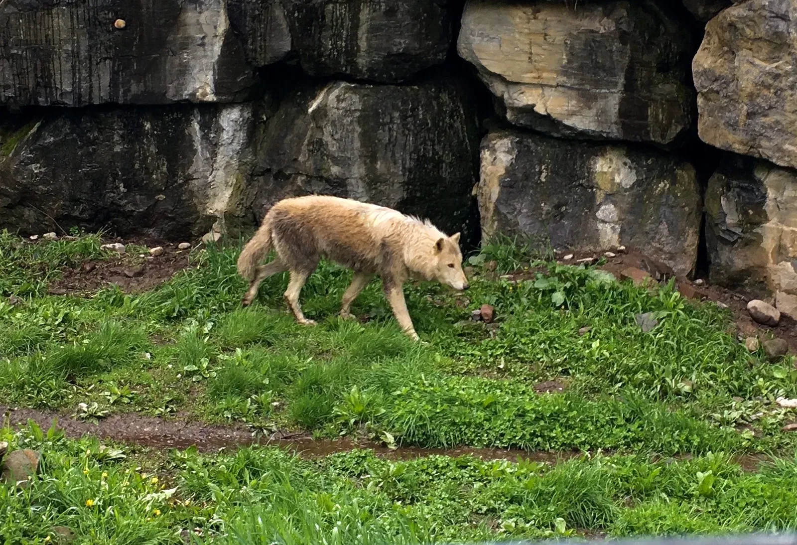 Rosamond Gifford Zoo