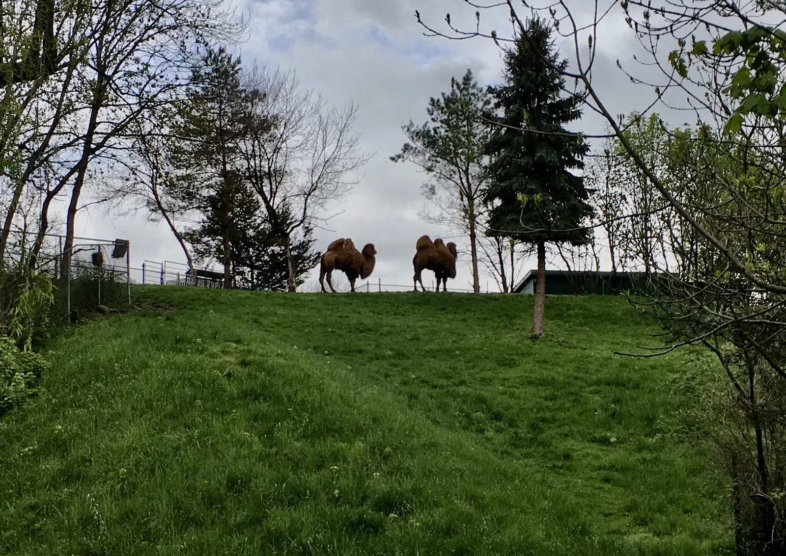 Rosamond Gifford Zoo At Burnet Park