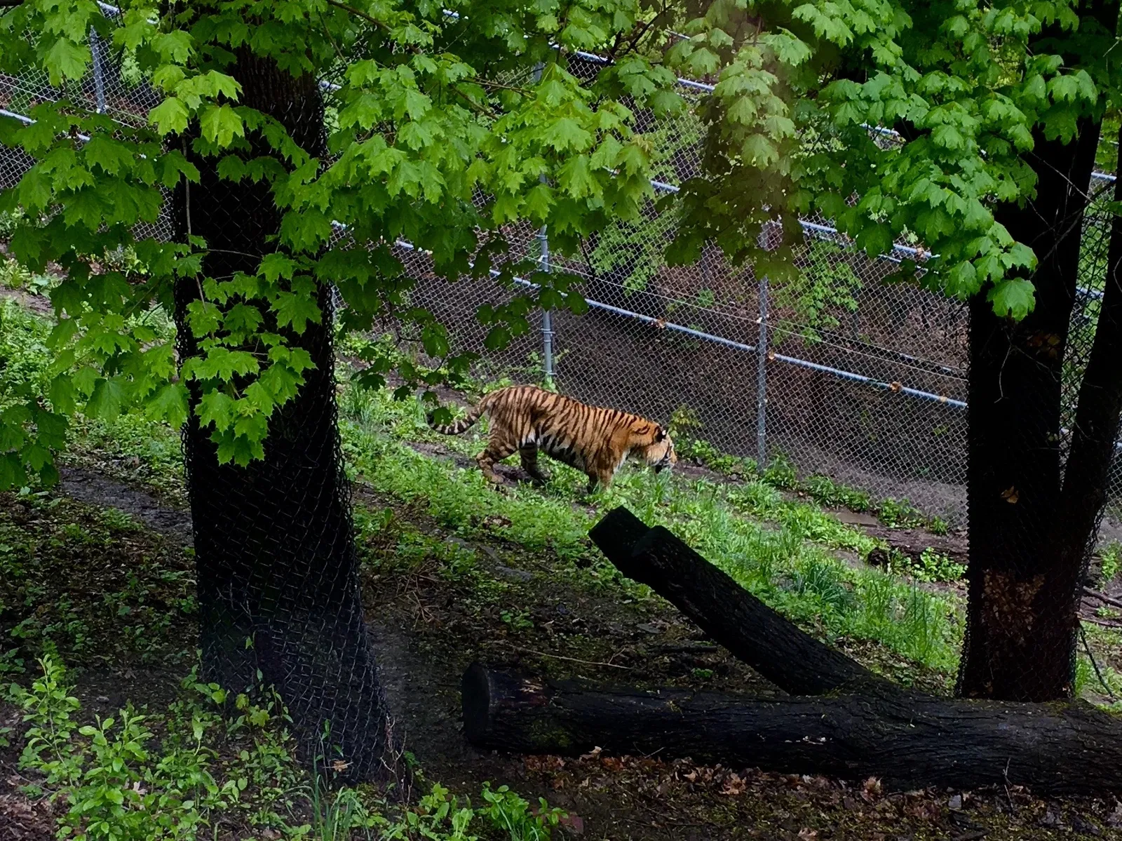 Rosamond Gifford Zoo