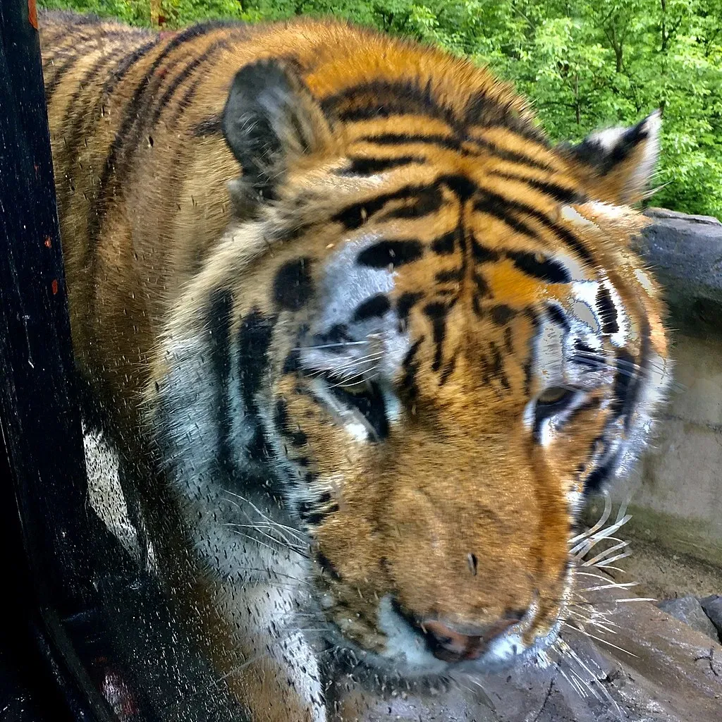 Rosamond Gifford Zoo At Burnet Park