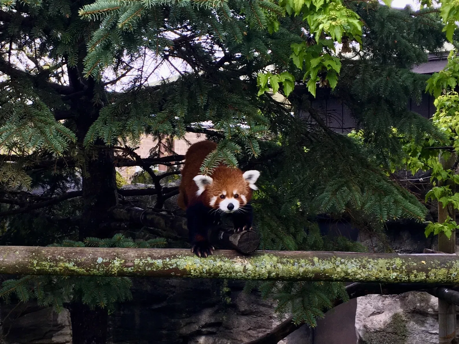 Rosamond Gifford Zoo