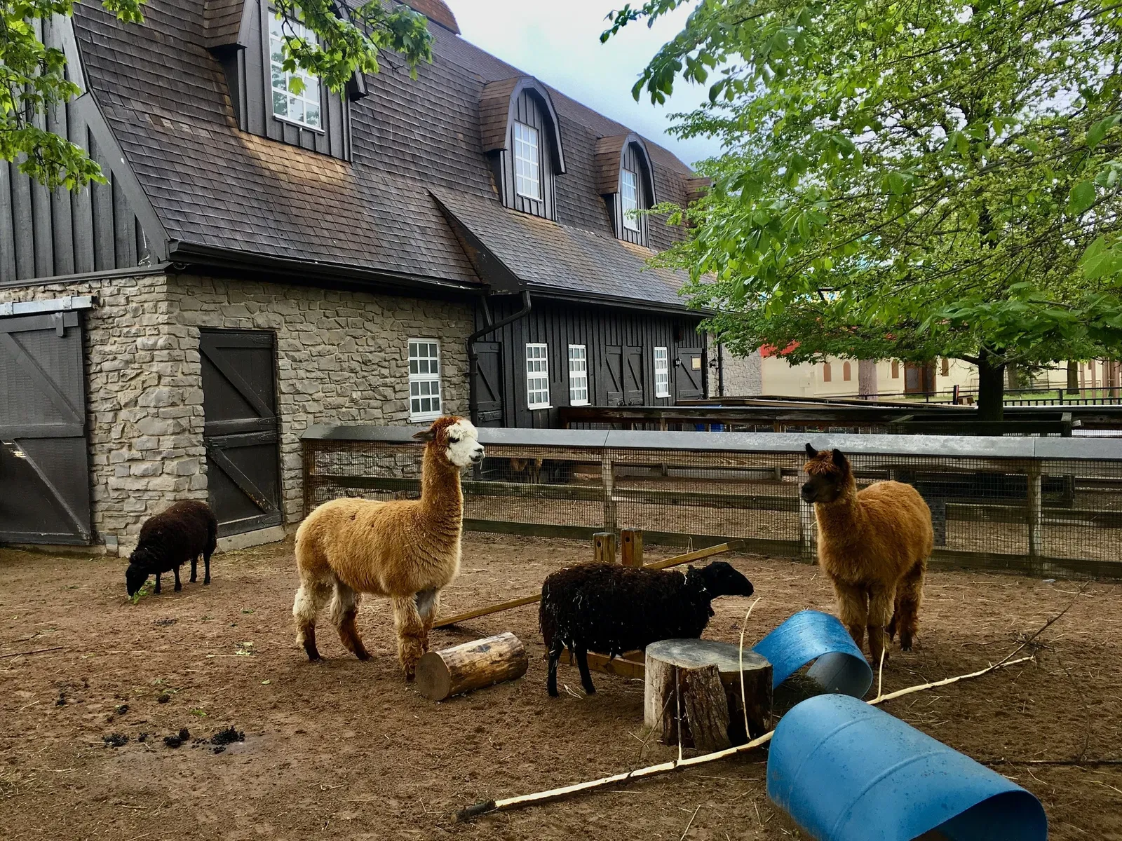 Rosamond Gifford Zoo At Burnet Park