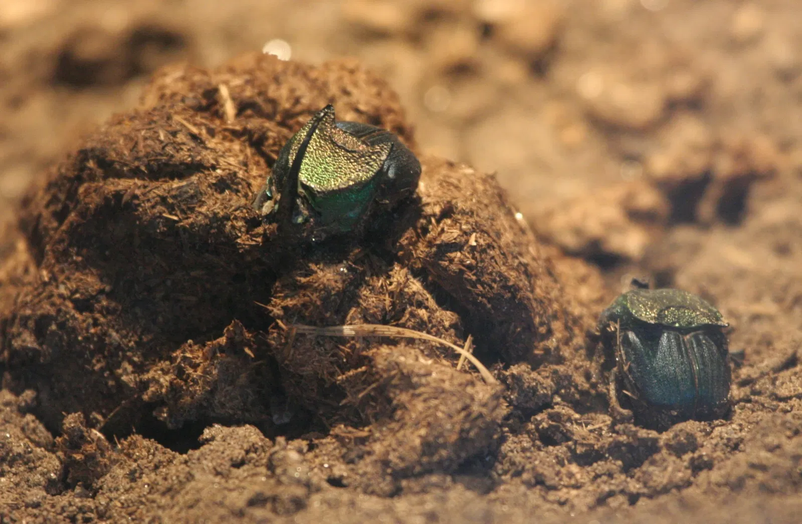 Rosamond Gifford Zoo