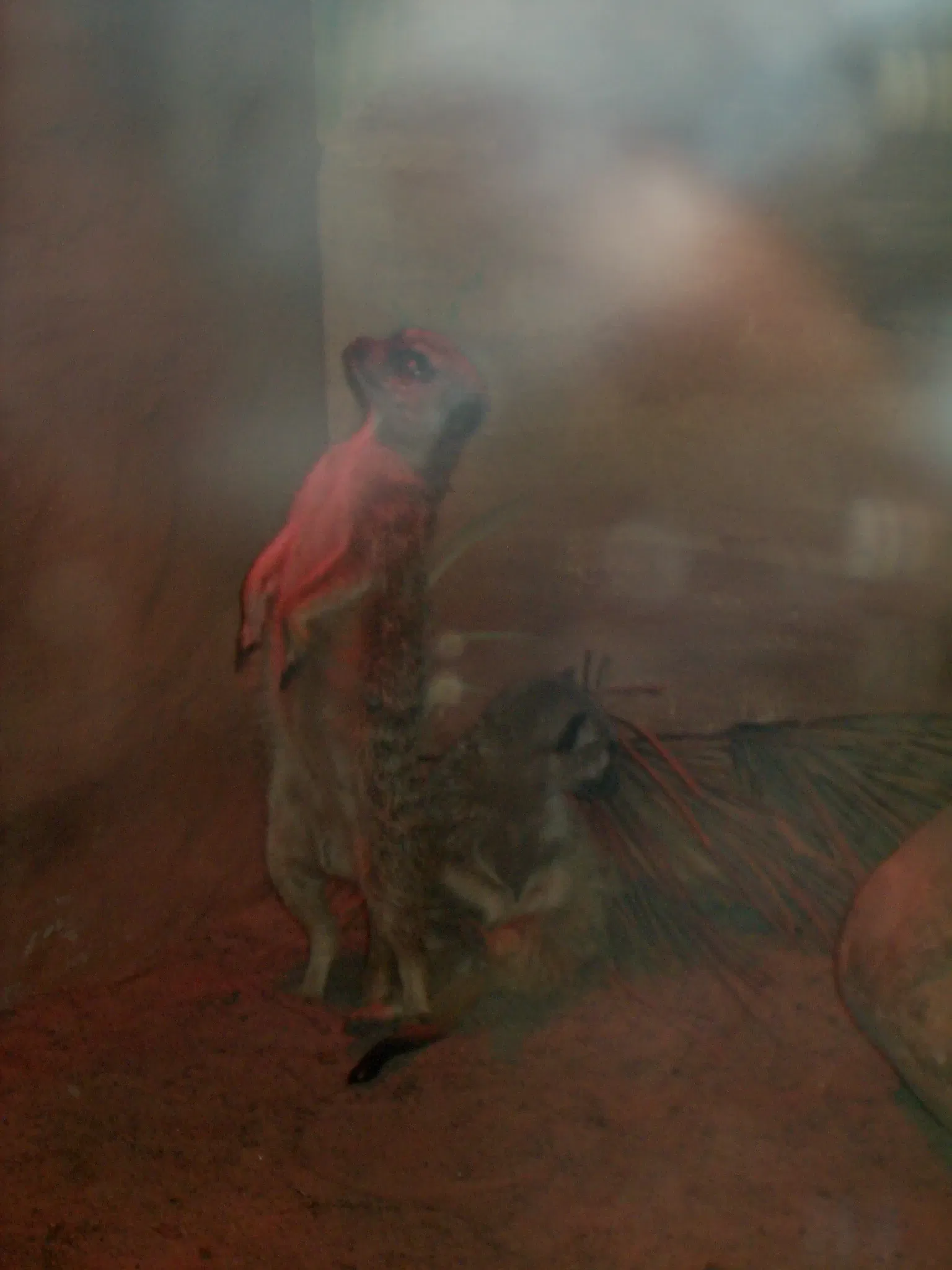 Rosamond Gifford Zoo