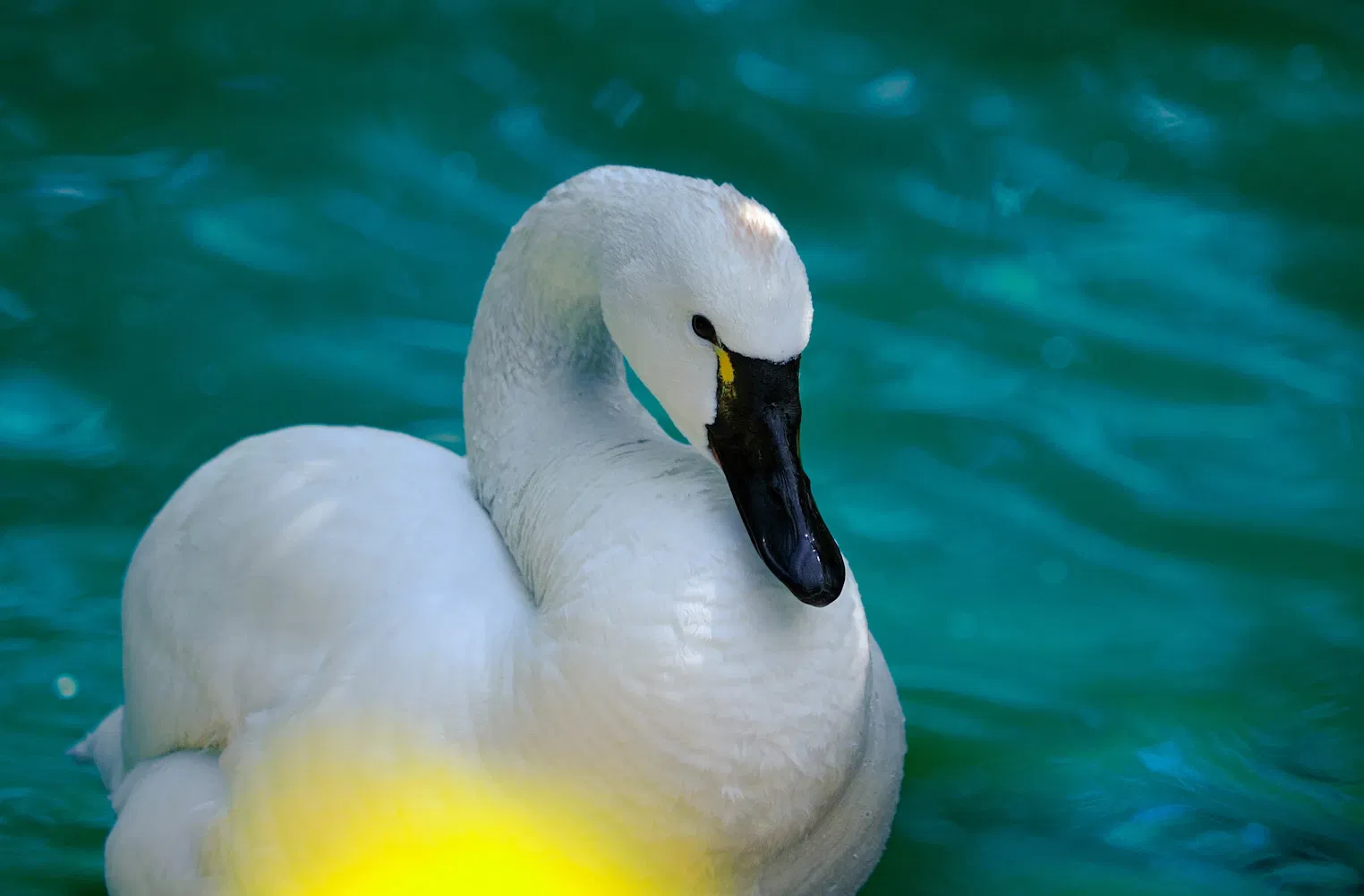 Rosamond Gifford Zoo
