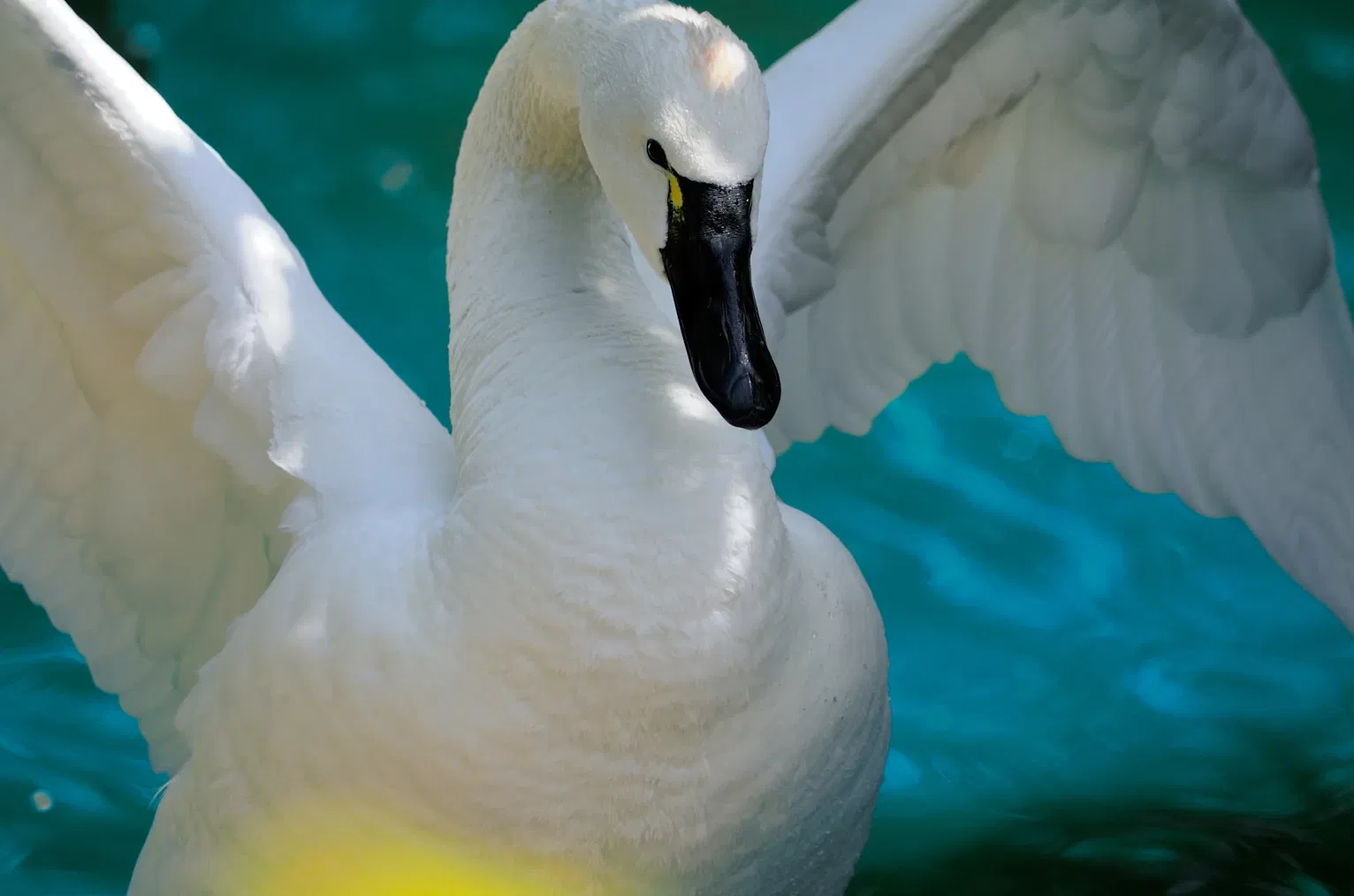 Rosamond Gifford Zoo At Burnet Park