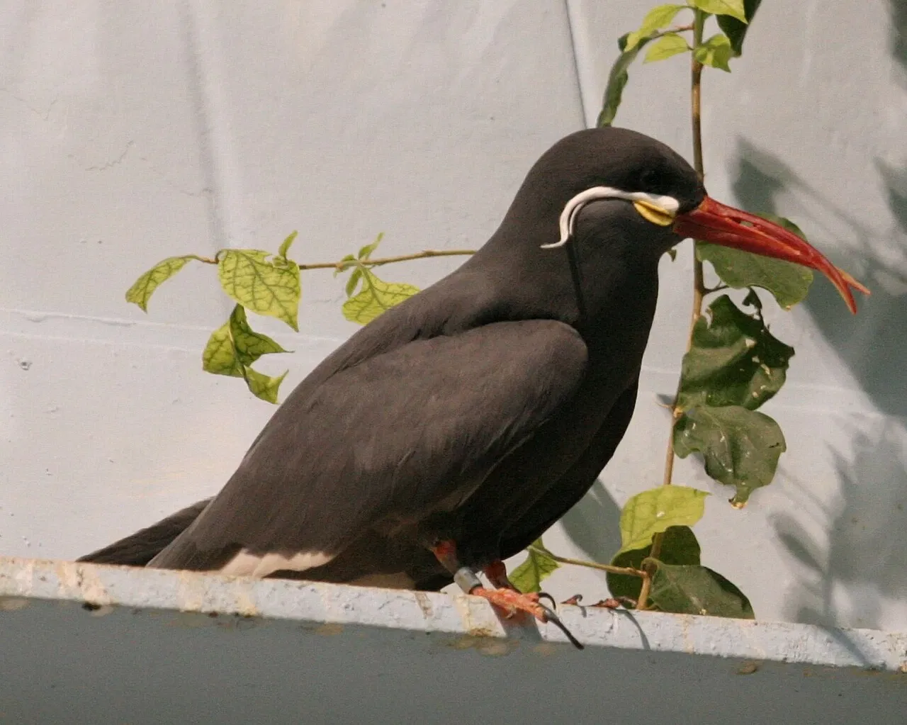 Rosamond Gifford Zoo