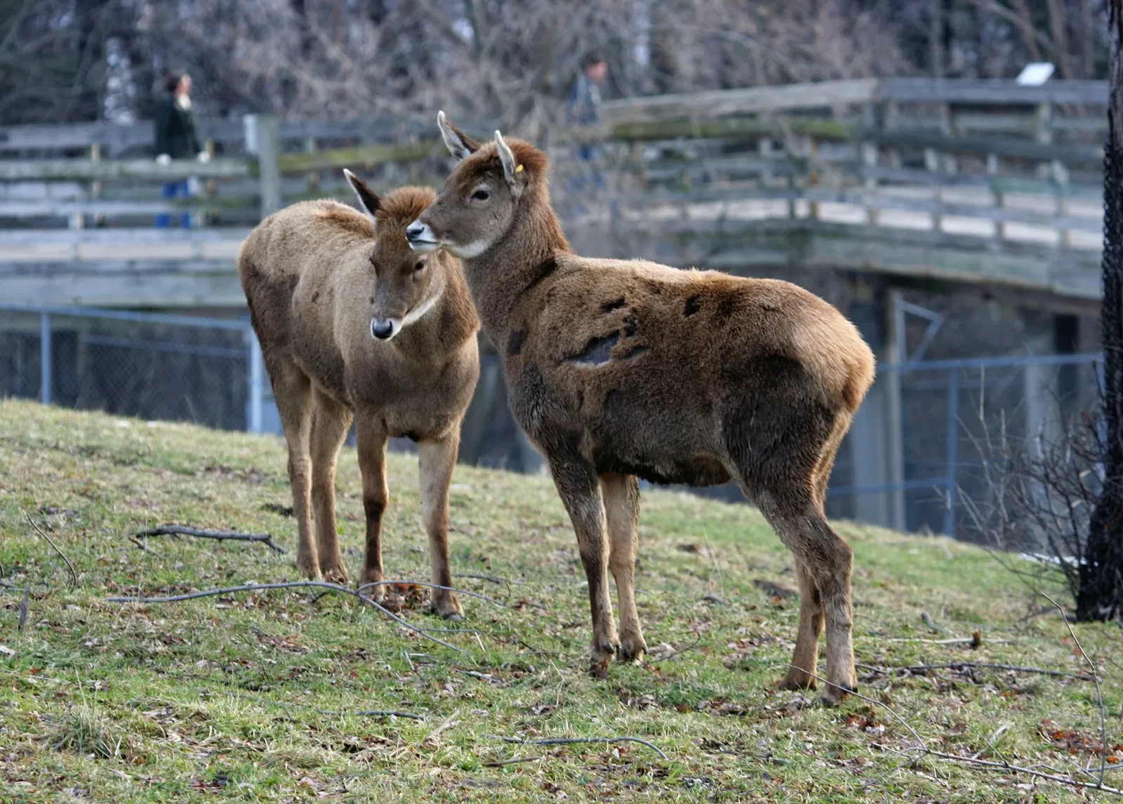 Rosamond Gifford Zoo At Burnet Park