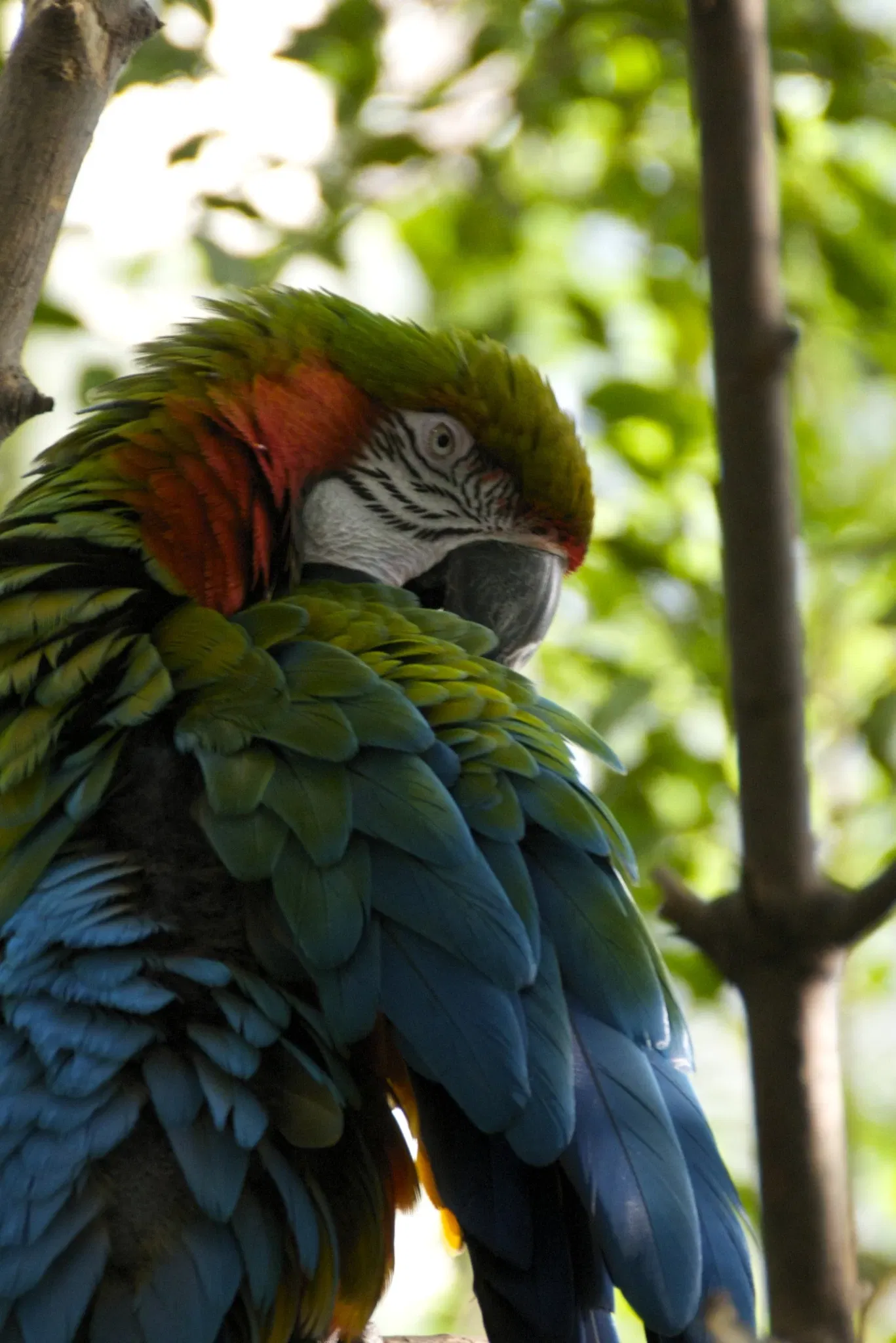 Rosamond Gifford Zoo At Burnet Park