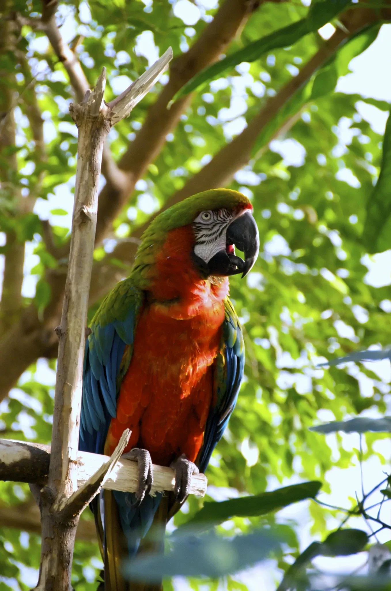 Rosamond Gifford Zoo At Burnet Park