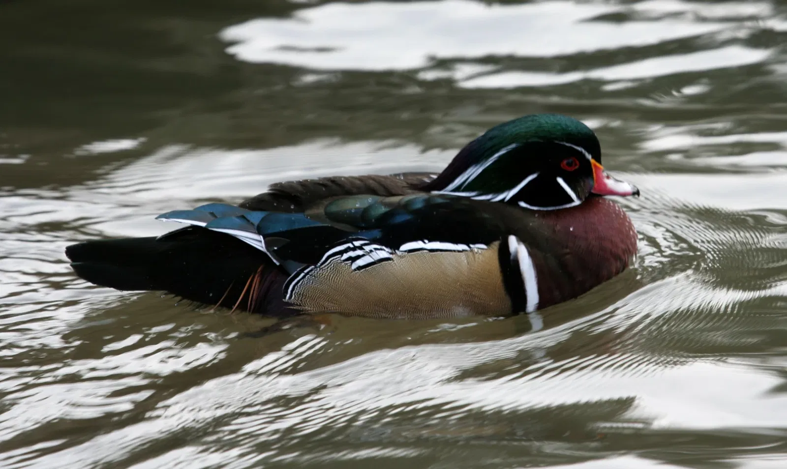 Rosamond Gifford Zoo At Burnet Park