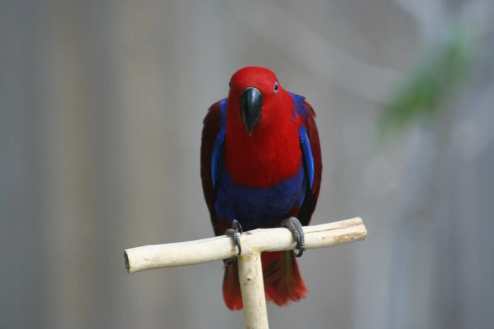 Rosamond Gifford Zoo At Burnet Park