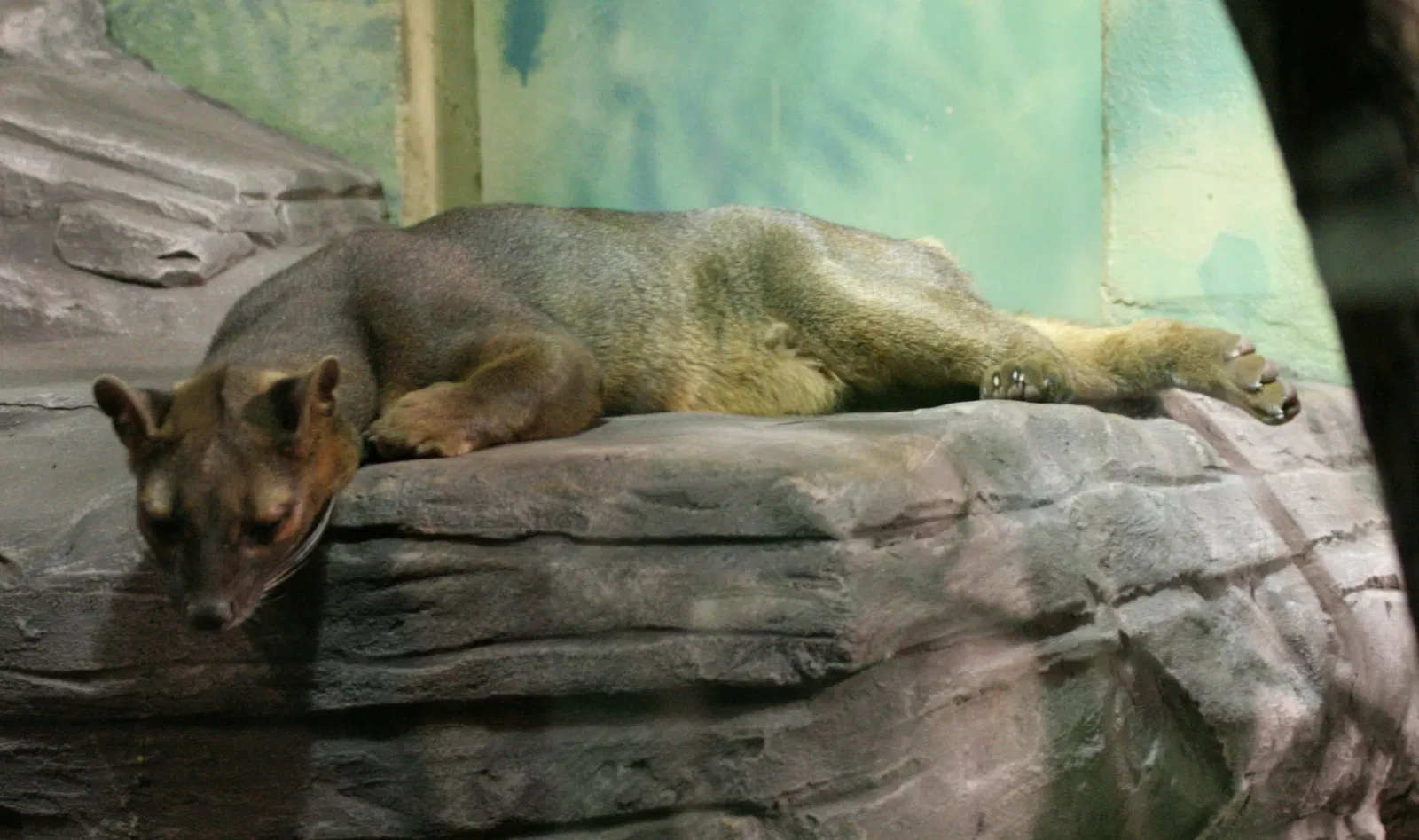 Rosamond Gifford Zoo At Burnet Park