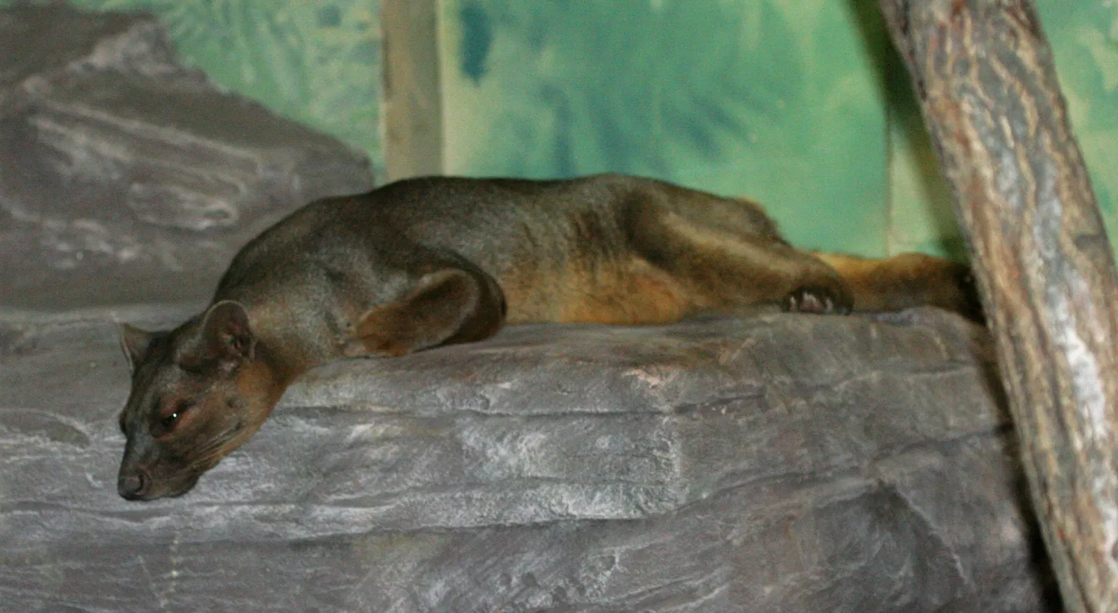 Rosamond Gifford Zoo At Burnet Park