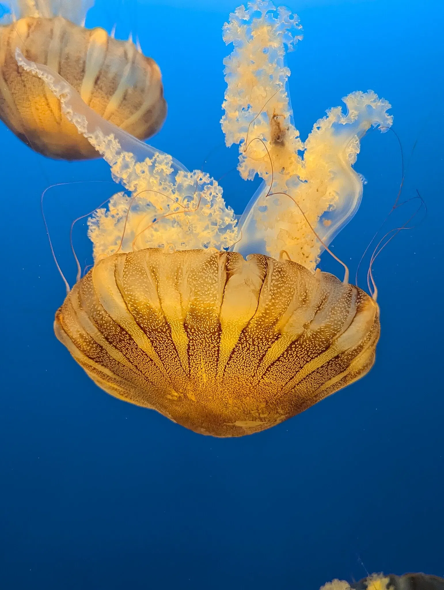 Kansas City Zoo and Aquarium