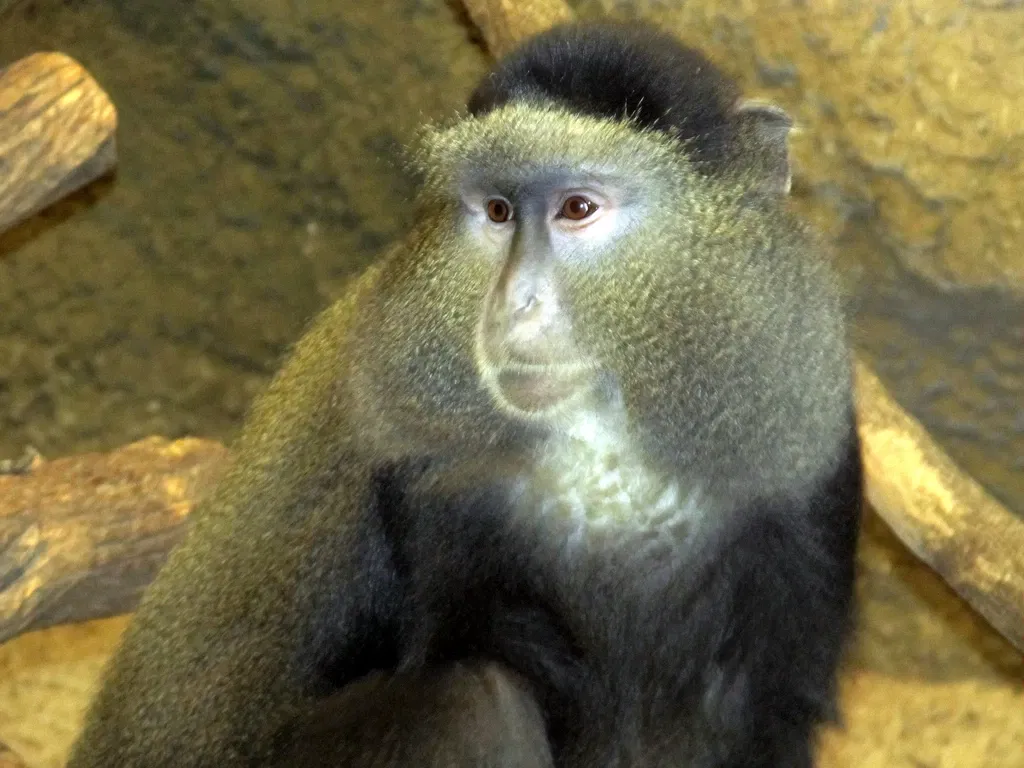 Kansas City Zoo and Aquarium