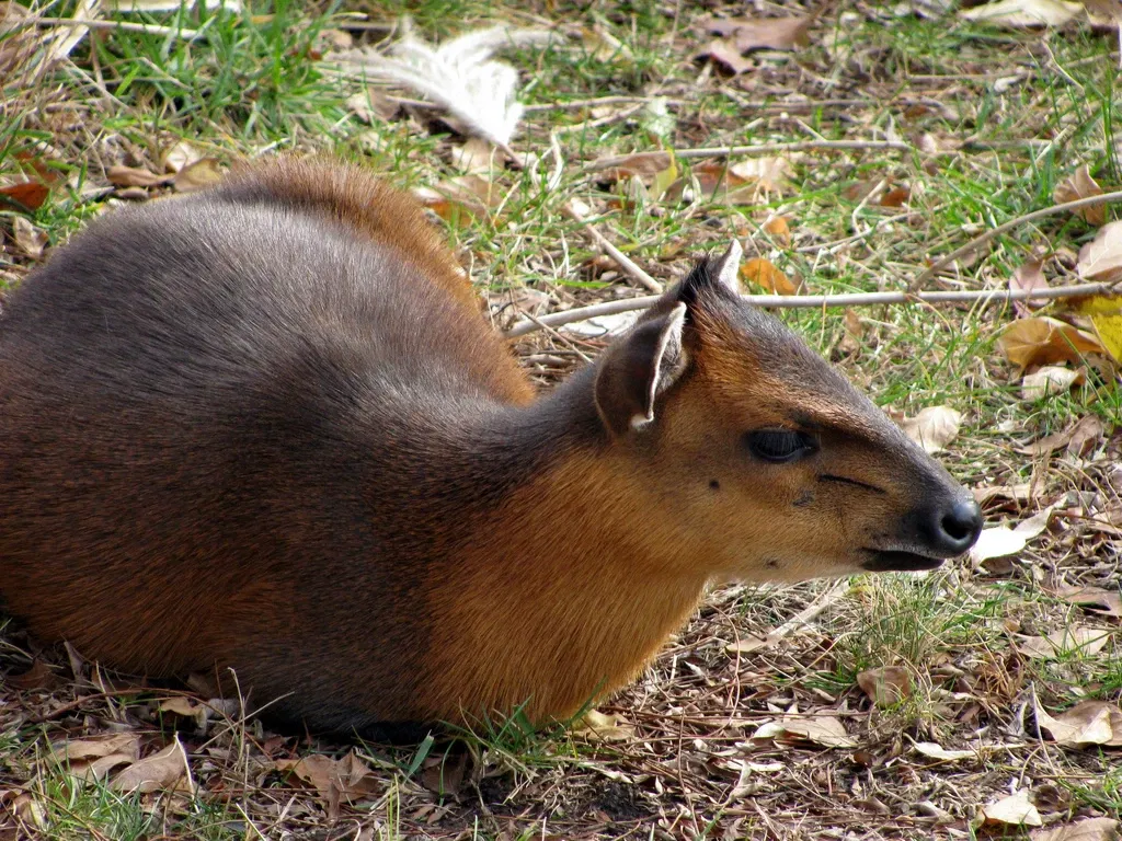 Kansas City Zoo and Aquarium