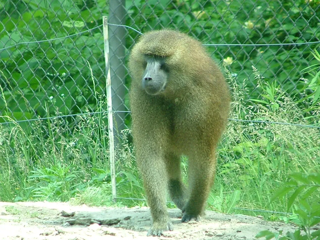 Kansas City Zoo and Aquarium