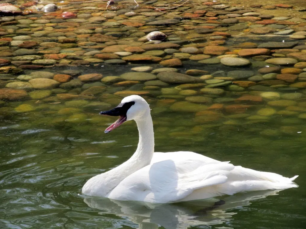 Kansas City Zoo and Aquarium