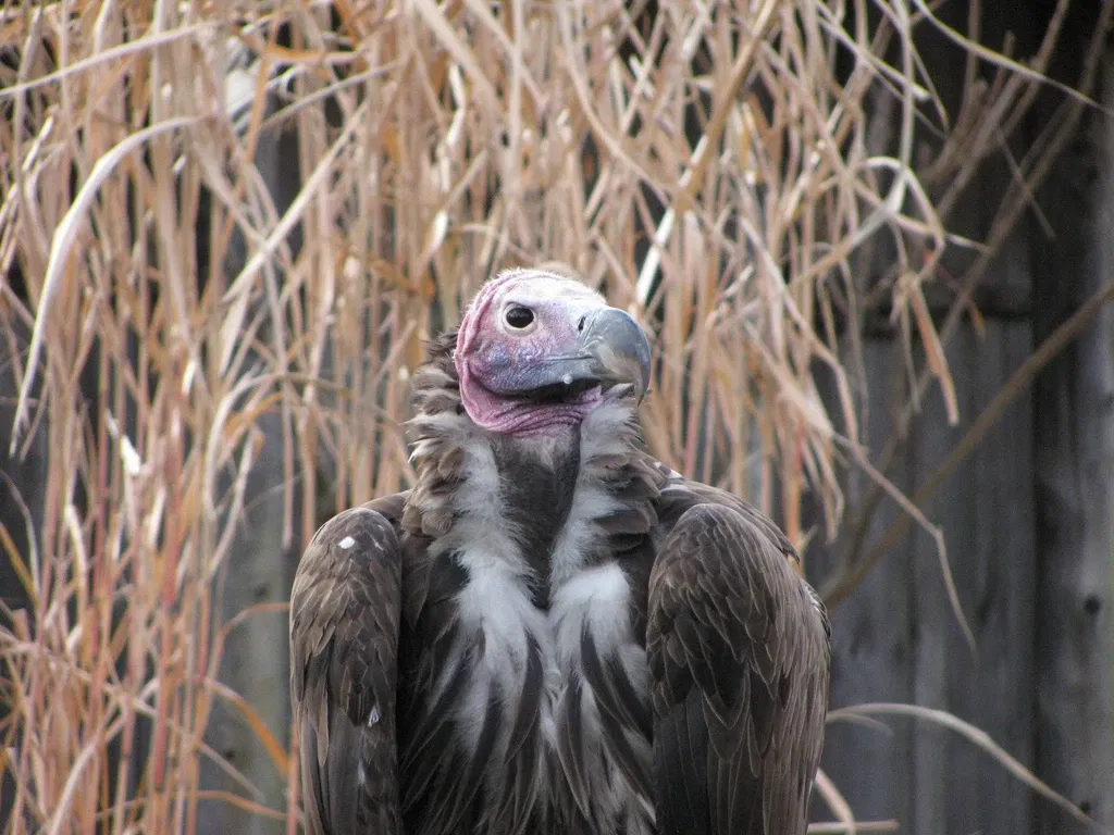 Kansas City Zoo and Aquarium