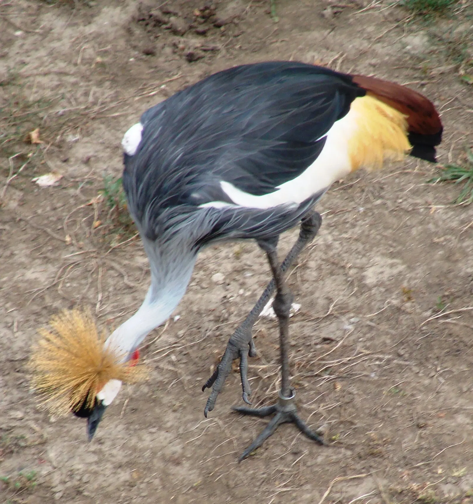 Kansas City Zoo and Aquarium