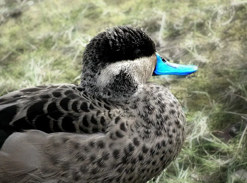 Kansas City Zoo and Aquarium