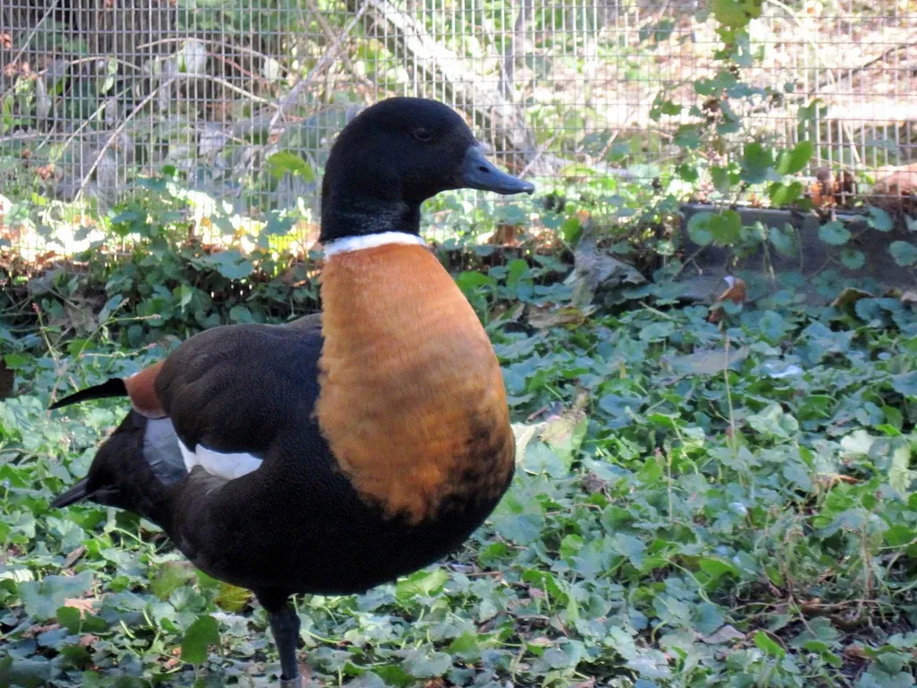 Kansas City Zoo and Aquarium