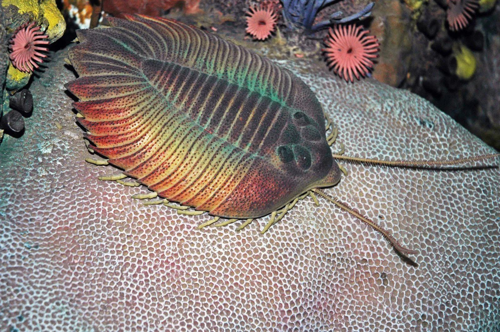 Carnegie Museum of Natural History