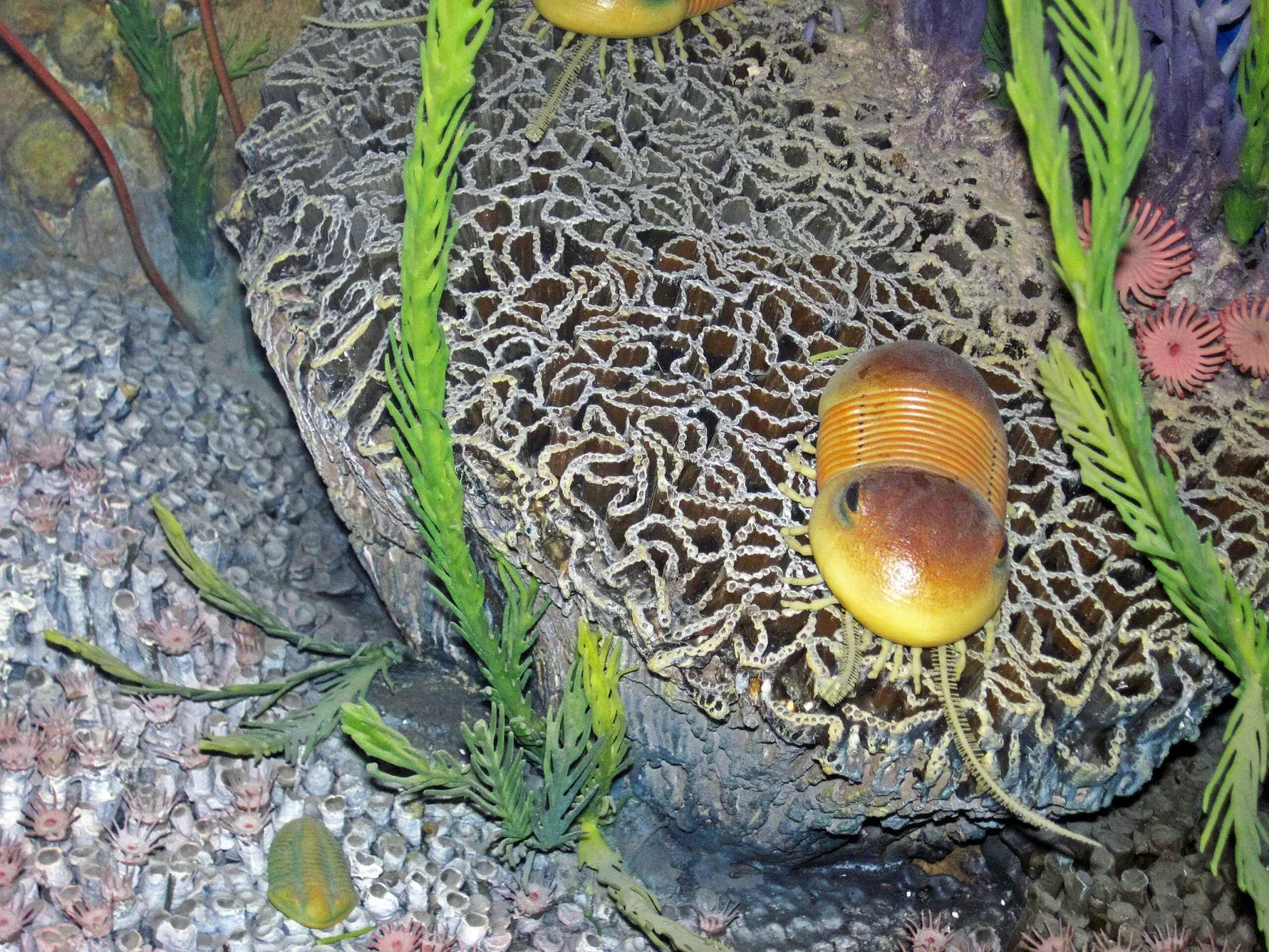 Museo Carnegie de Historia Natural