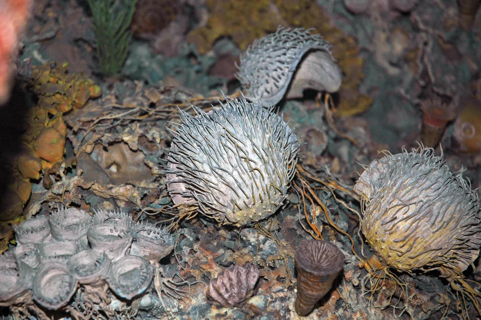 Museo Carnegie de Historia Natural