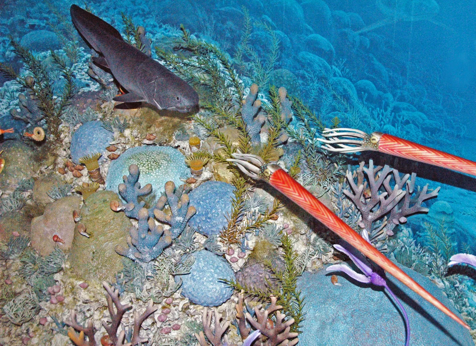 Carnegie Museum of Natural History