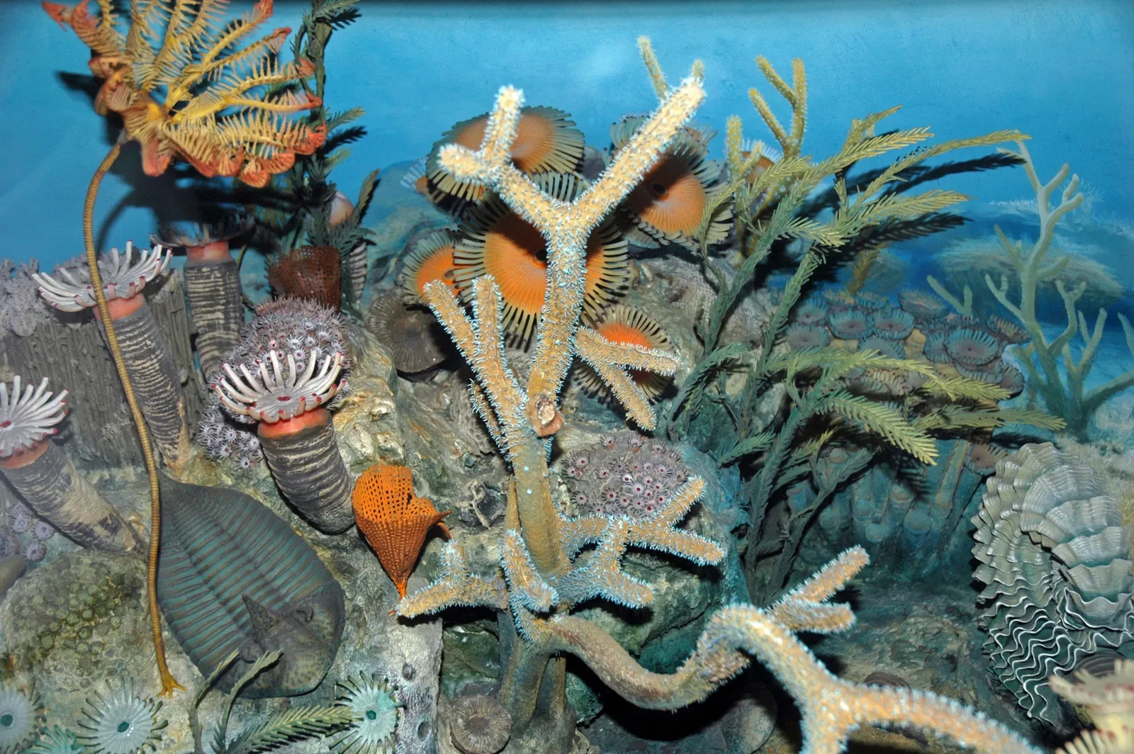 Museo Carnegie de Historia Natural