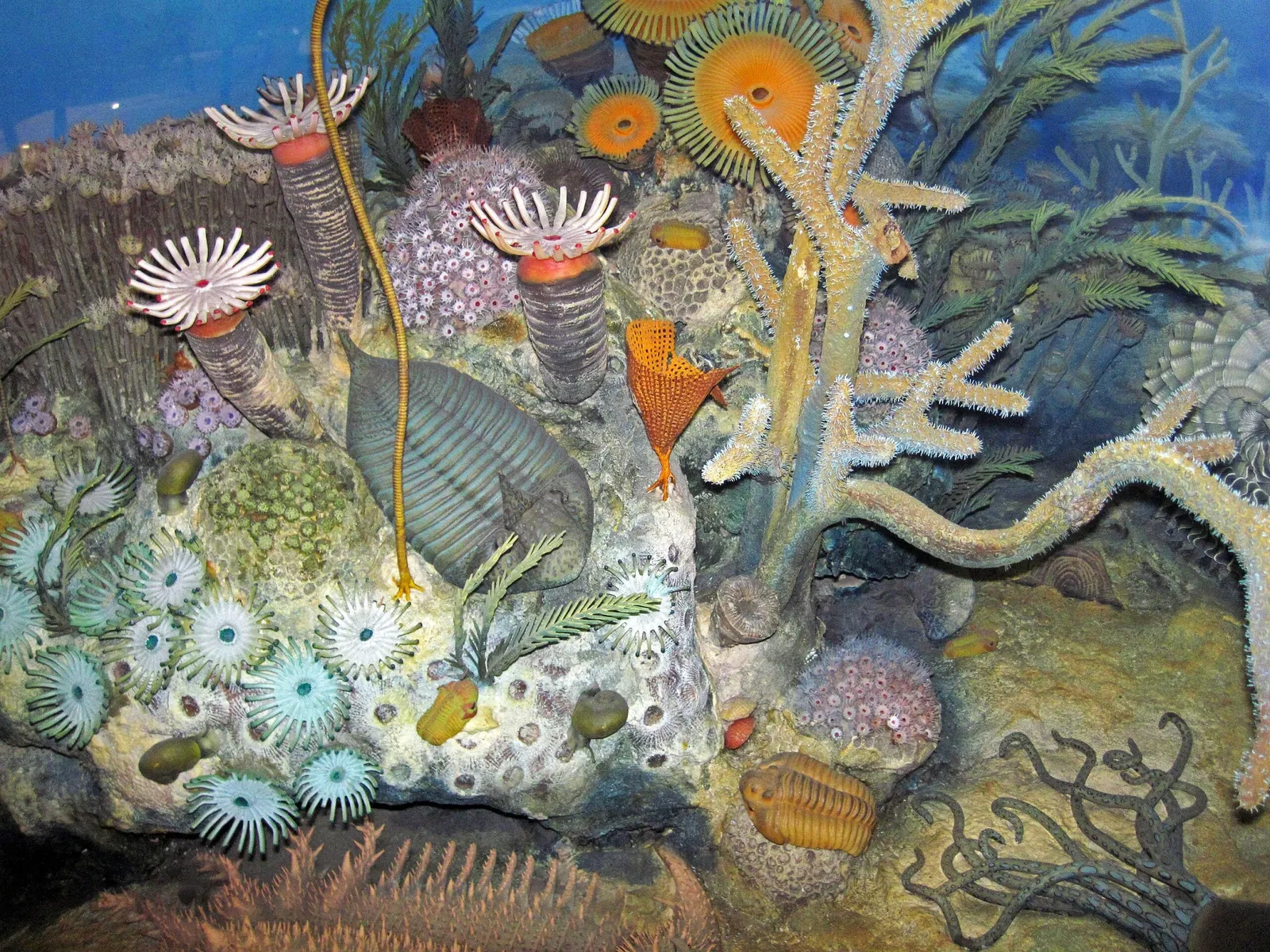 Carnegie Museum of Natural History