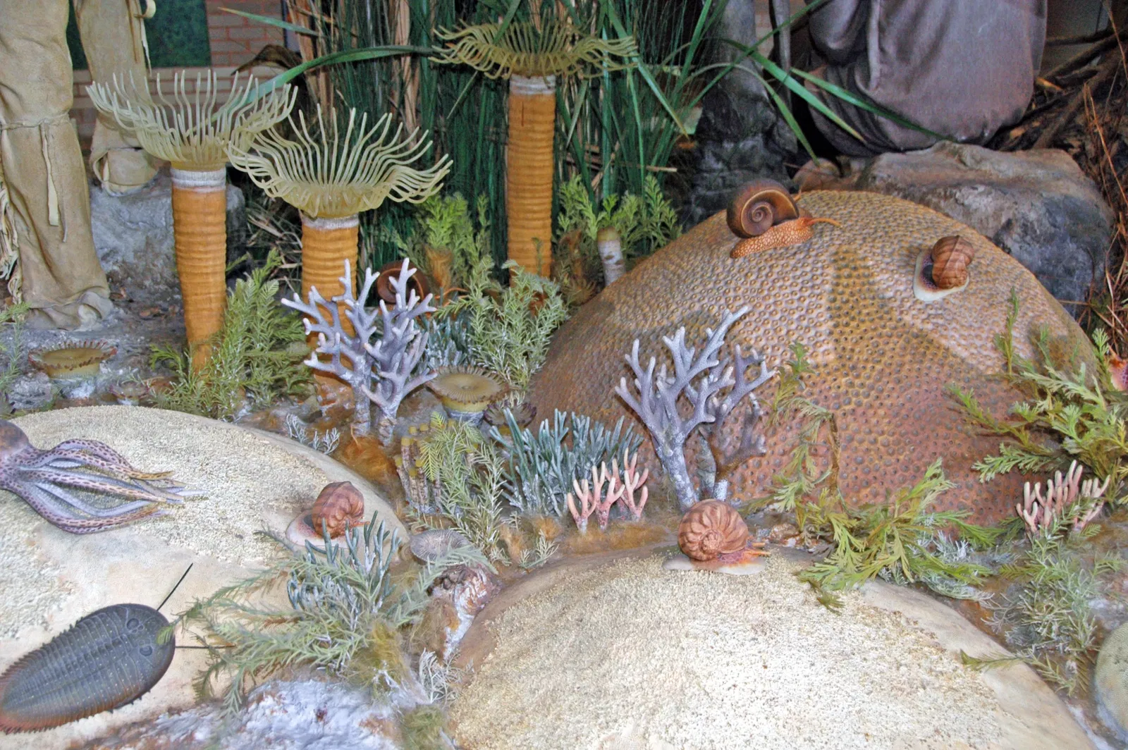 Carnegie Museum of Natural History