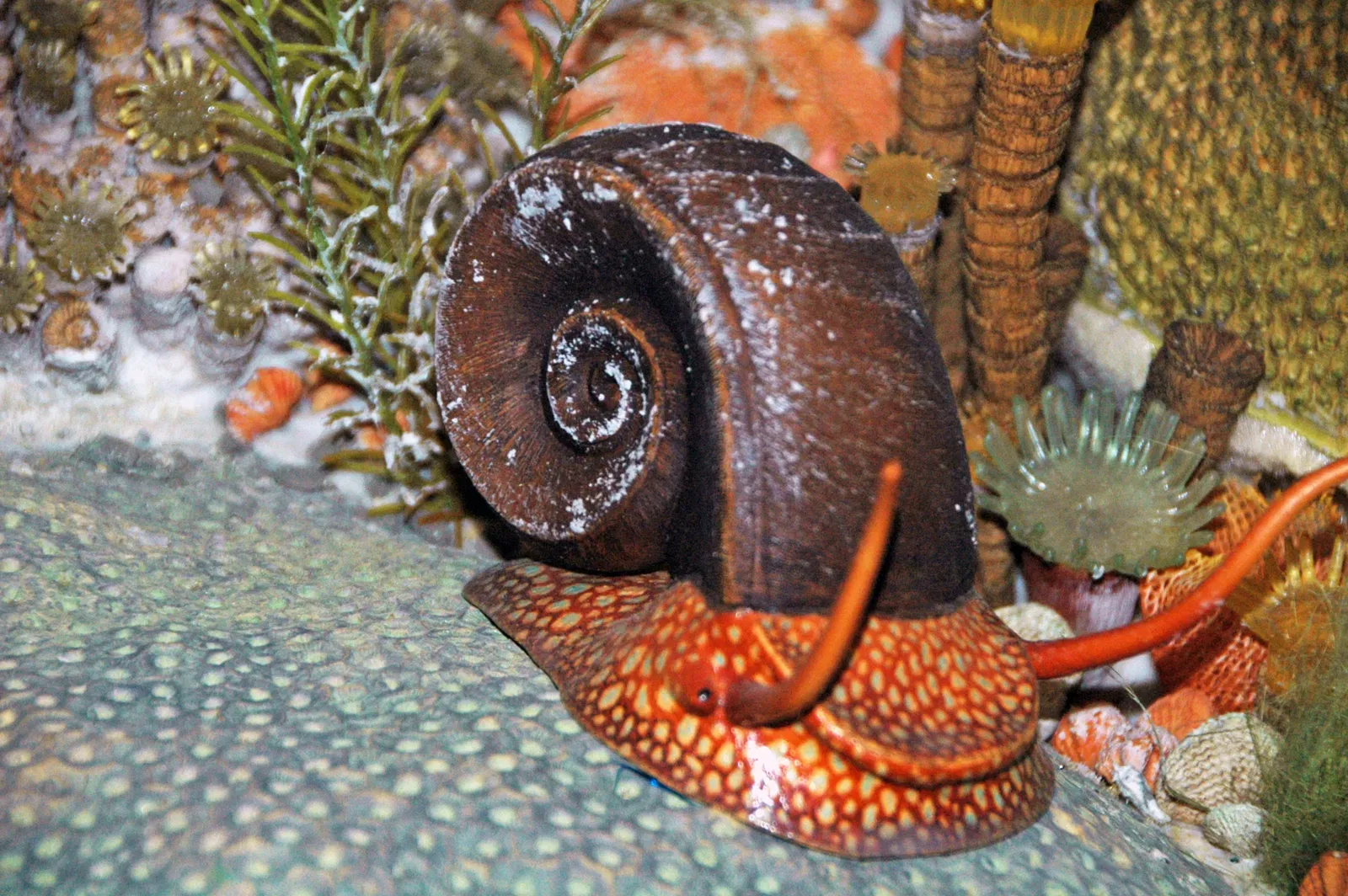 Carnegie Museum of Natural History