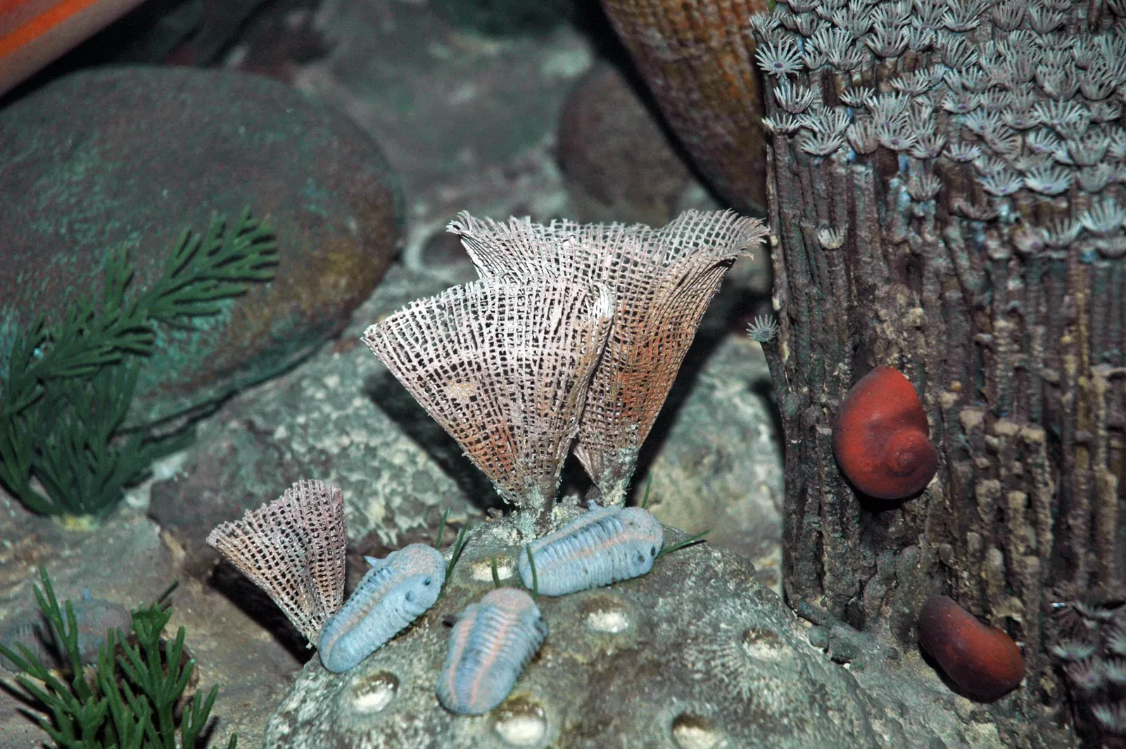 Carnegie Museum of Natural History