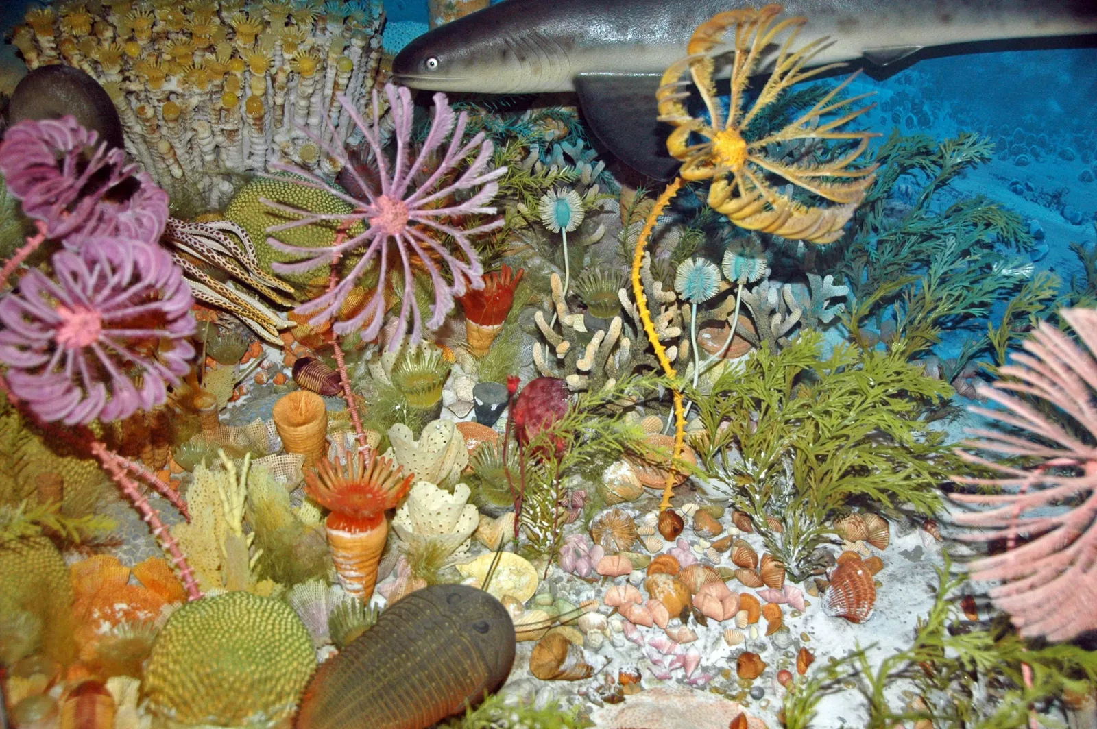 Carnegie Museum of Natural History