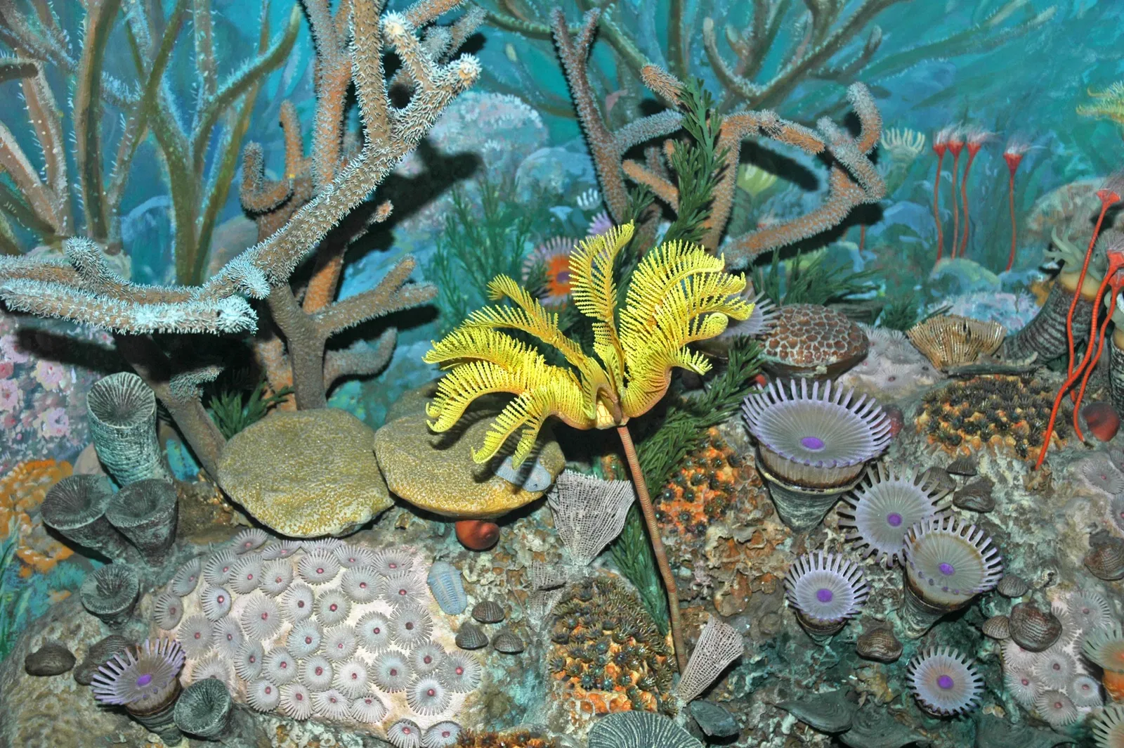 Carnegie Museum of Natural History