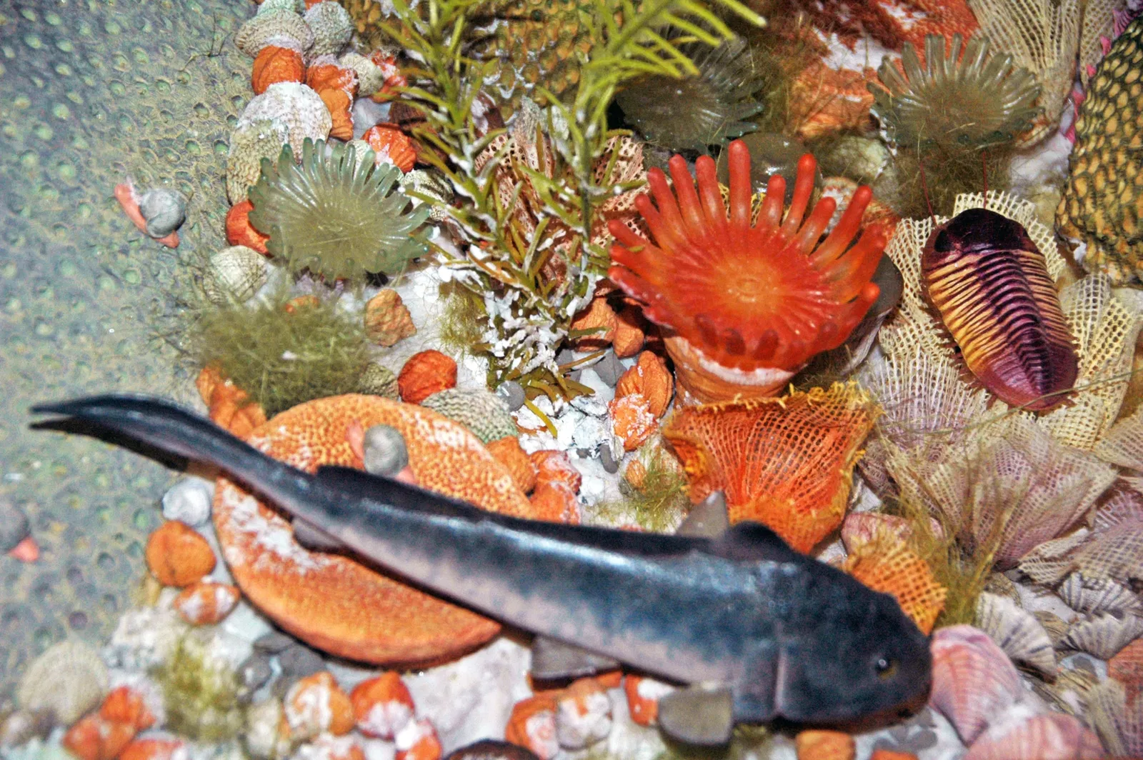 Museo Carnegie de Historia Natural