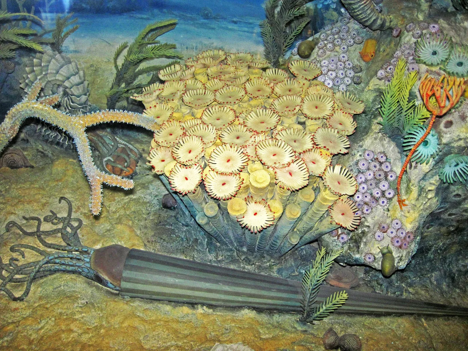 Carnegie Natural History Museum