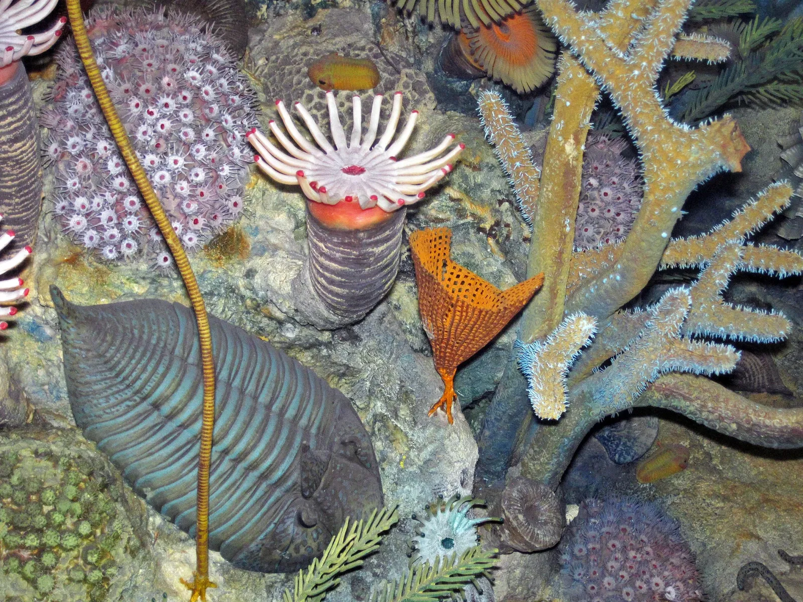 Carnegie Natural History Museum