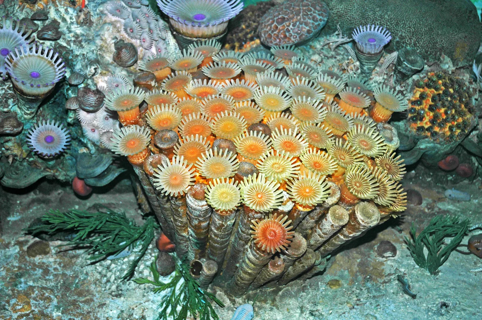 Museo Carnegie de Historia Natural