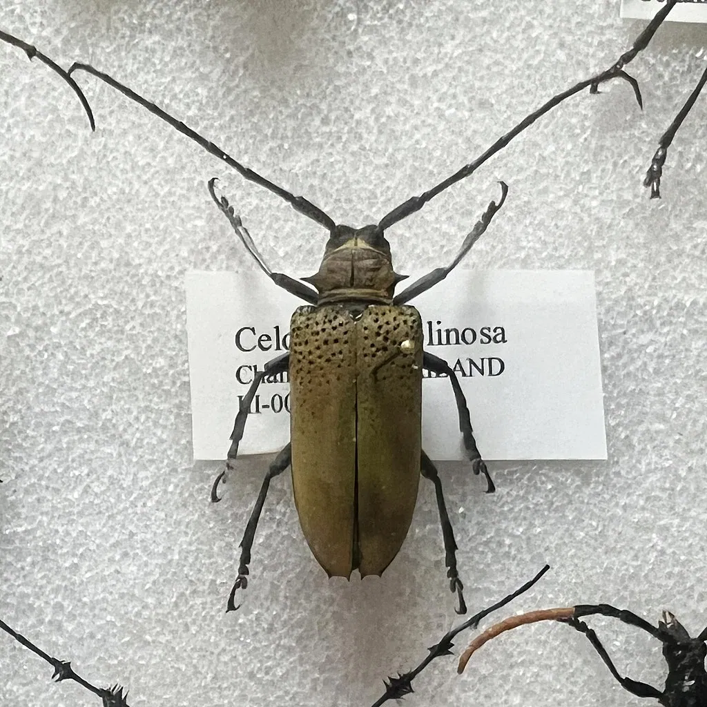 Museo Carnegie de Historia Natural