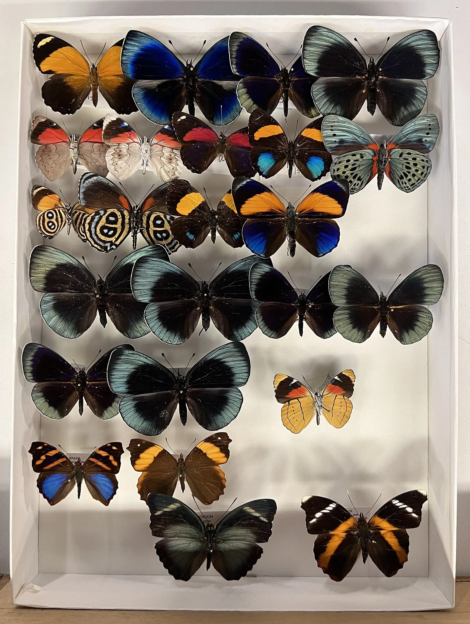 Carnegie Natural History Museum