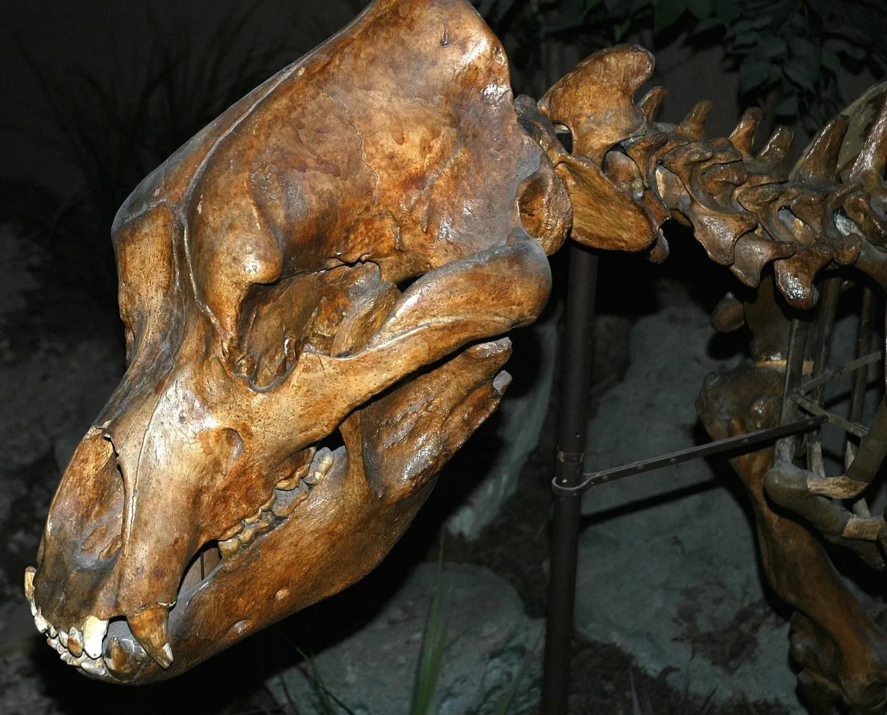 Carnegie Museum of Natural History