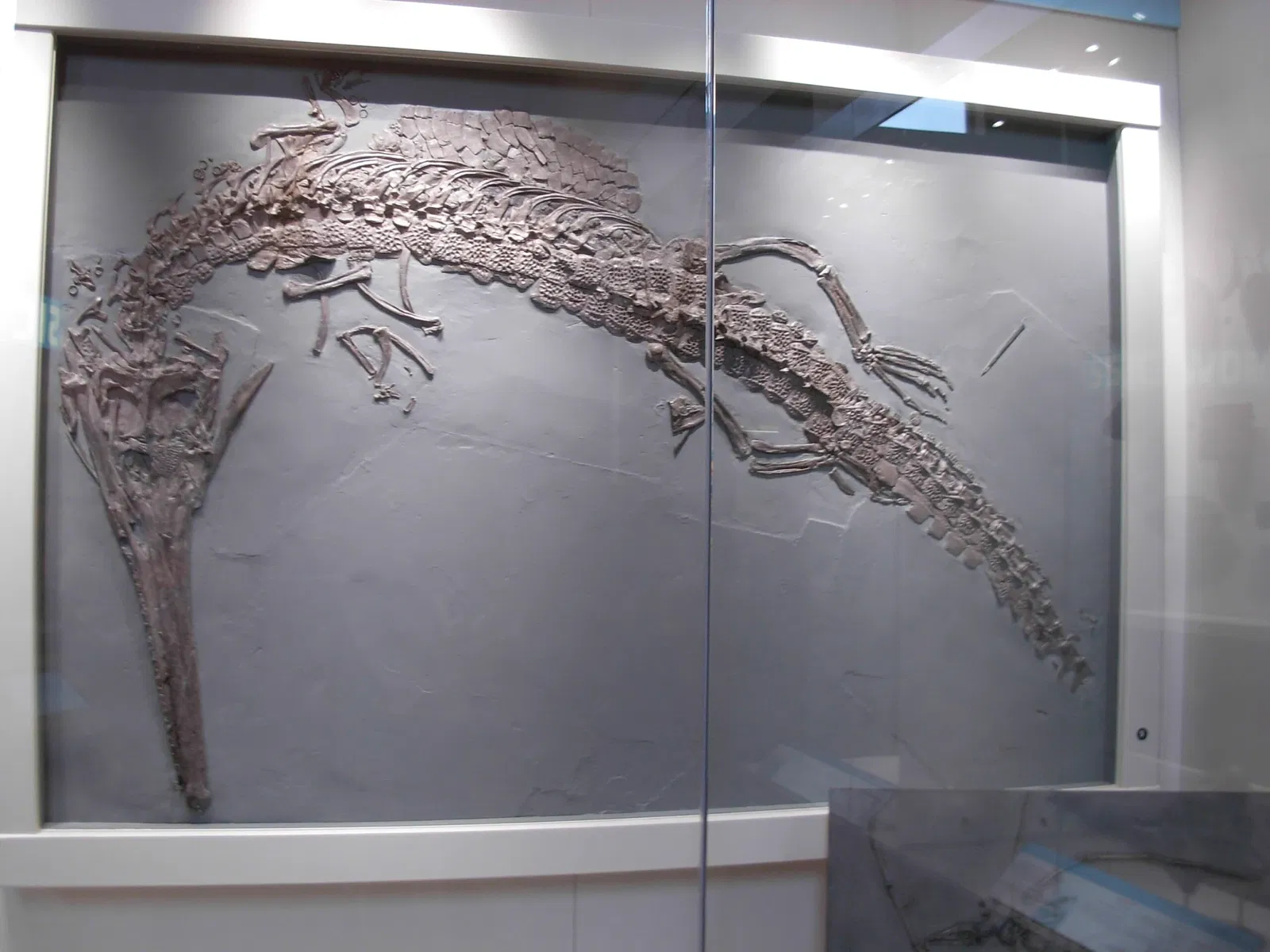 Carnegie Museum of Natural History