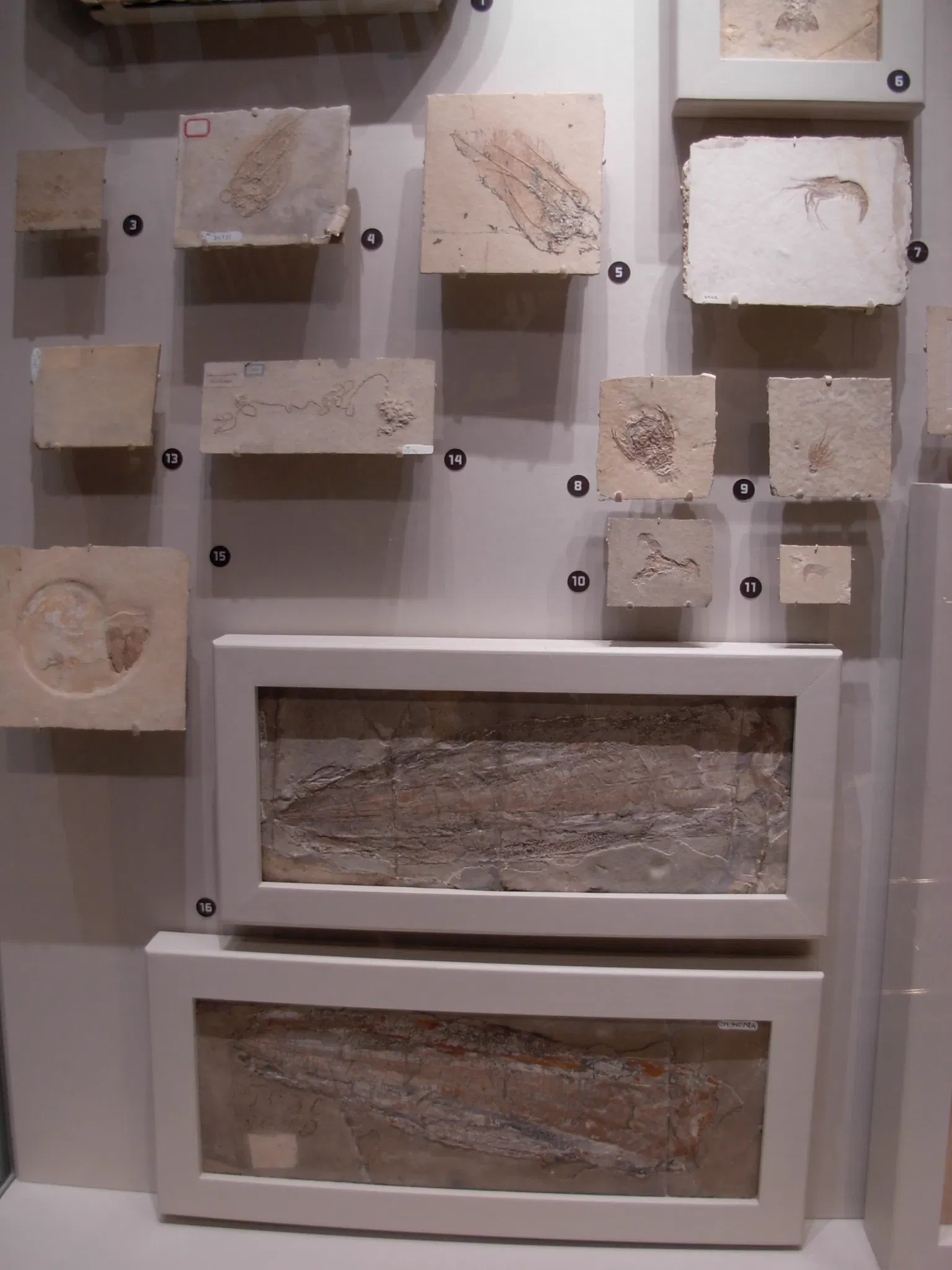 Carnegie Museum of Natural History